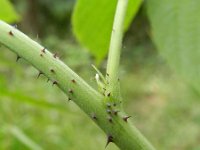 Rubus idaeus 5, Framboos, Saxifraga-Rutger Barendse