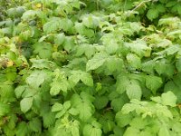 Rubus idaeus 6, Framboos, Saxifraga-Rutger Barendse