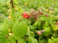 Rubus idaeus 7, Framboos, Saxifraga-Rutger Barendse