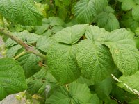 Rubus idaeus 8, Framboos, Saxifraga-Rutger Barendse