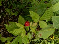 Rubus saxatilis 9, Steenbraam, Saxifraga-Ed Stikvoort