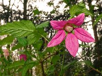 Rubus spectabilis 10, Prachtframboos, Saxifraga-Hans Grotenhuis