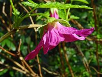 Rubus spectabilis 12, Prachtframboos, Saxifraga-Hans Grotenhuis
