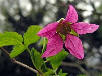 Rubus spectabilis 15, Prachtframboos, Saxifraga-Ed Stikvoort