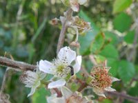Rubus thalassarctos