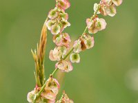 Rumex acetosa 30, Veldzuring, Saxifraga-Tom Heijnen