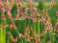 Rumex acetosa 31, Veldzuring, Saxifraga-Tom Heijnen