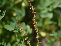 Rumex acetosella 42, Schapenzuring, Saxifraga-Sonja Bouwman  588. Schapenzuring (mannelijke bloem) - Rumex acetosella - Polygonaceae familie (i) Hoge Veluwe, Den Haag, Havelterberg