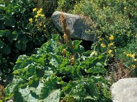 Rumex alpinus 20, Saxifraga-Jan van der Straaten