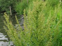 Rumex crispus 1, Krulzuring, Saxifraga-Rutger Barendse