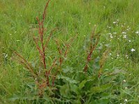 Rumex crispus 11, Krulzuring, Saxifraga-Ed Stikvoort