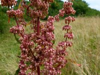 Rumex crispus 12, Krulzuring, Saxifraga-Mark Zekhuis