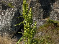 Rumex crispus 2, Krulzuring, Saxifraga-Jan van der Straaten