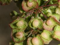 Rumex crispus 4, Krulzuring, Saxifraga-Rutger Barendse