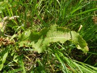 Rumex crispus 5, Krulzuring, Saxifraga-Rutger Barendse