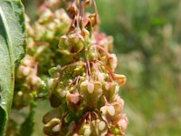 Rumex crispus 6, Krulzuring, Saxifraga-Rutger Barendse