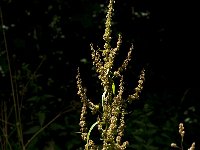 Rumex crispus 9, Krulzuring, Saxifraga-Jan van der Straaten