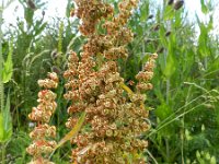 Rumex crispus ssp robusta 7, Saxifraga-Rutger Barendse