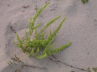 Rumex maritimus 1, Goudzuring, Saxifraga-Peter Meininger