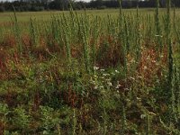 Rumex maritimus 15, Goudzuring, Saxifraga-Hans Boll