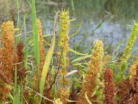 Rumex maritimus 16, Goudzuring, Saxifraga-Jelle van Dijk