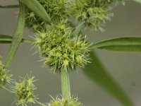 Rumex maritimus 3, Goudzuring, Saxifraga-Peter Meininger