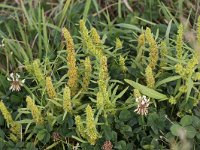 Rumex maritimus 4, Goudzuring, Saxifraga-Peter Meininger