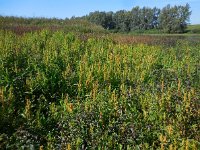 Rumex maritimus 5, Goudzuring, Saxifraga-Ed Stikvoort