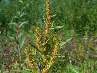 Rumex maritimus 9, Goudzuring, Saxifraga-Ed Stikvoort