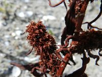 Rumex maritimus ssp fueginus 14, Saxifraga-Rutger Barendse