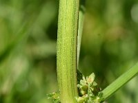 Rumex obtusifolius 20, Ridderzuring, Saxifraga-Sonja Bouwman  581. Ridderzuring - Rumex obtusifolius - Polygonaceae familie (i)