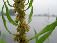 Rumex palustris, Marsh Dock