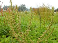 Rumex palustris 10, Moeraszuring, Saxifraga-Ed Stikvoort