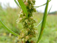 Rumex palustris 11, Moeraszuring, Saxifraga-Ed Stikvoort