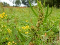 Rumex palustris 12, Moeraszuring, Saxifraga-Ed Stikvoort