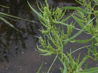 Rumex palustris 2, Moeraszuring, Saxifraga-Peter Meininger