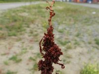 Rumex palustris 4, Moeraszuring, Saxifraga-Rutger Barendse