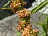 Rumex palustris 6, Moeraszuring, Saxifraga-Rutger Barendse