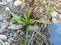 Rumex palustris 7, Moeraszuring, Saxifraga-Rutger Barendse