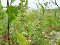 Rumex palustris 8, Moeraszuring, Saxifraga-Rutger Barendse