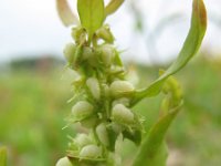 Rumex palustris 9, Moeraszuring, Saxifraga-Rutger Barendse