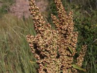 Rumex patientia 1, Spinaziezuring, Saxifraga-Peter Meininger