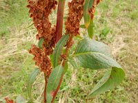 Rumex patientia 2, Spinaziezuring, Saxifraga-Peter Meininger