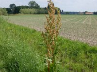 Rumex patientia 3, Spinaziezuring, Saxifraga-Peter Meininger