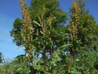 Rumex patientia 4, Spinaziezuring, Saxifraga-Ed Stikvoort