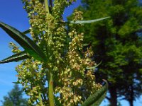 Rumex patientia 5, Spinaziezuring, Saxifraga-Ed Stikvoort