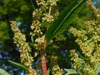 Rumex patientia 6, Spinaziezuring, Saxifraga-Ed Stikvoort