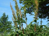 Rumex patientia 7, Spinaziezuring, Saxifraga-Ed Stikvoort