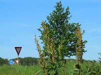 Rumex patientia 8, Spinaziezuring, Saxifraga-Ed Stikvoort