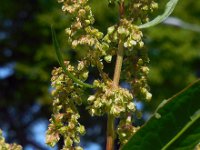 Rumex patientia 9, Spinaziezuring, Saxifraga-Ed Stikvoort